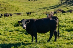 20250828FreeRange.Photos0001