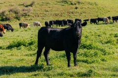 20250828FreeRange.Photos0003