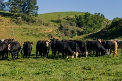 20250828FreeRange.Photos0004