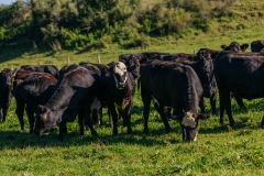 20250828FreeRange.Photos0005
