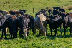20250828FreeRange.Photos0006