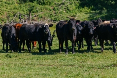20250828FreeRange.Photos0015