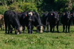 20250828FreeRange.Photos0016