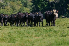20250828FreeRange.Photos0017