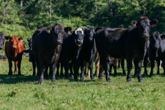 20250828FreeRange.Photos0020