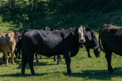 20250828FreeRange.Photos0023