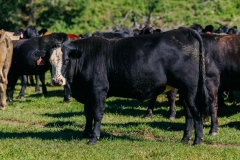 20250828FreeRange.Photos0027