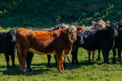 20250828FreeRange.Photos0028