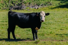 20250828FreeRange.Photos0029