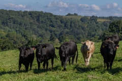 20250828FreeRange.Photos0039