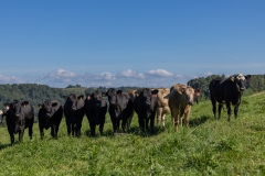 20250828FreeRange.Photos0040