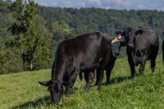 20250828FreeRange.Photos0043
