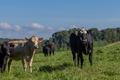 20250828FreeRange.Photos0044