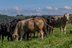 20250828FreeRange.Photos0045